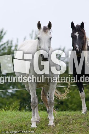 Reitpferde (11 von 11).jpg